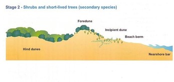 sand dune biophysical environment formation vegetation